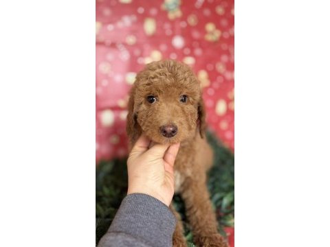 Safkan dev (gıant) poodle yavruları