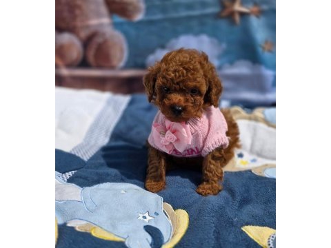 Toypoodle yavrularımız 