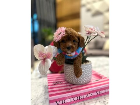 Tatlı mı tatlı mini maltipoo baby