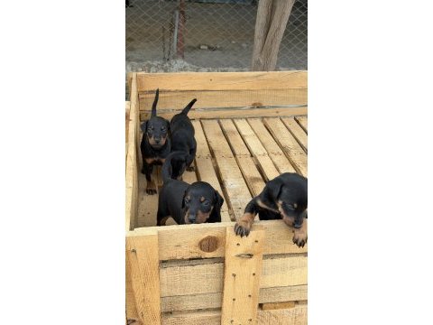 Üst seviye doberman yavruları