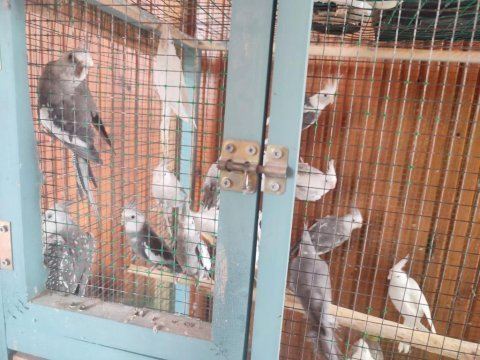 Kendi sultan papağanı yavrularım