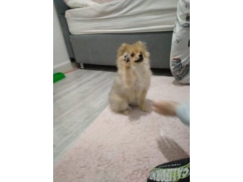 Pomeranian tilki surat pomeranian kızım