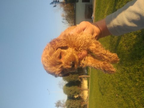 Poodle ayarında erkek maltipoolar, ruhsatlı çiftlik