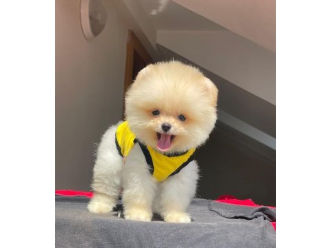 Teddy yavrularım yeni yuvalarını arıyor pomeranian