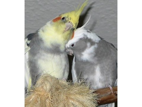 Sultan papağanı bebek yetişkin