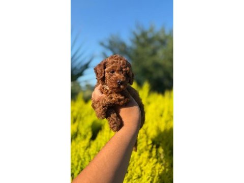 Kıvırcık kıvırcık poodle bebekler