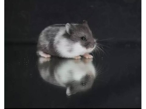 Hamster yavru yetişkin