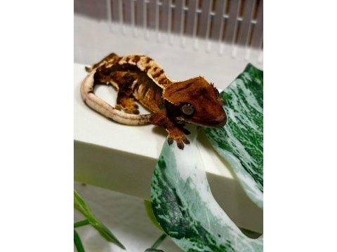Crested geckolar