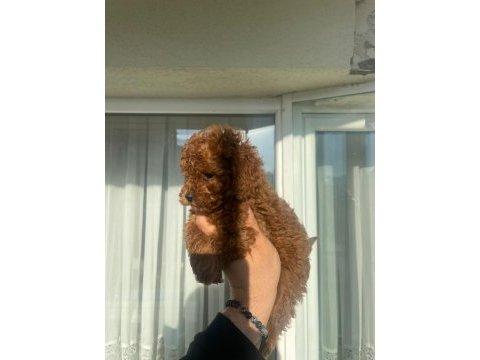 Safkan toy poodle red brown yavrular