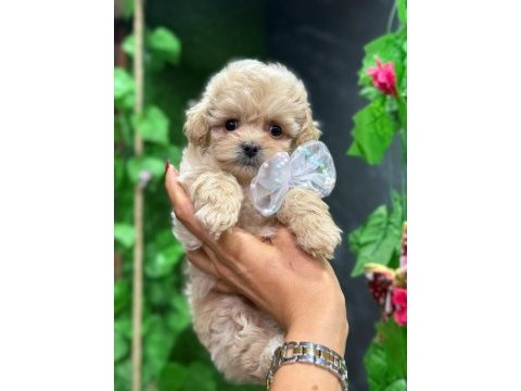 Şans maltıpoo su