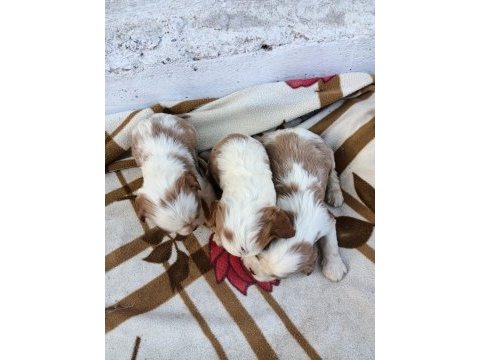 Cavalier king charles yavruları ücretsiz değildir