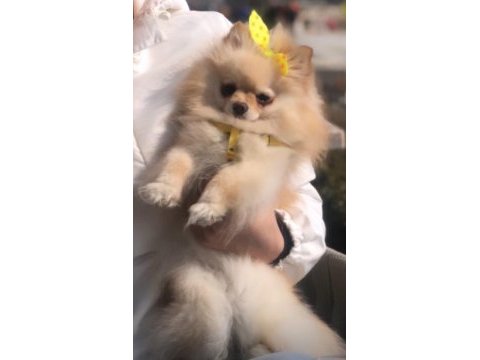 Çok akıllı pomeranian kızımızı sahiplendirmek durumundayız