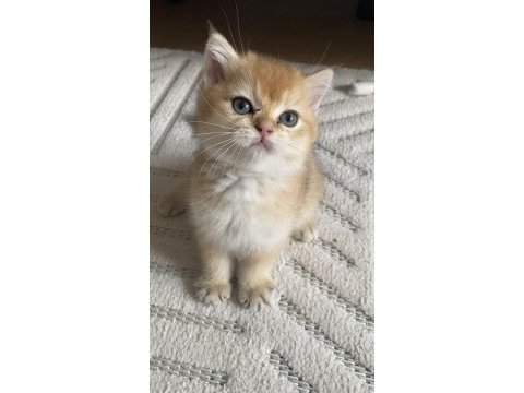 British shorthair kedisi