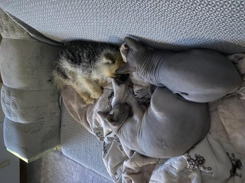 1 yaşında erkek pomeranian boo 2,5 kg