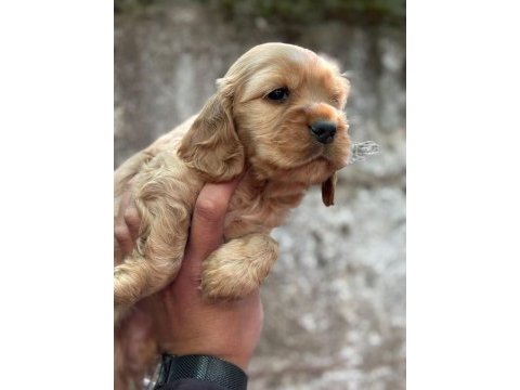 Cocker bebek köpeklerimiz