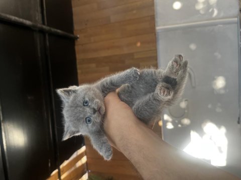 Biblo surat scottish fold bebişler