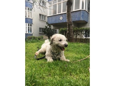 Maltipoo oğluma yeni yuva