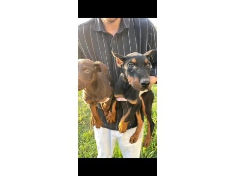 Estetikli şecereli king doberman