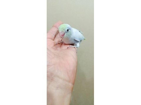 Gökkuşağı turkuaz erkek cep papağanı