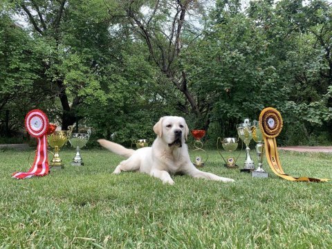 Safkan şecereli labrador yavru köpekler (şampiyon soy)