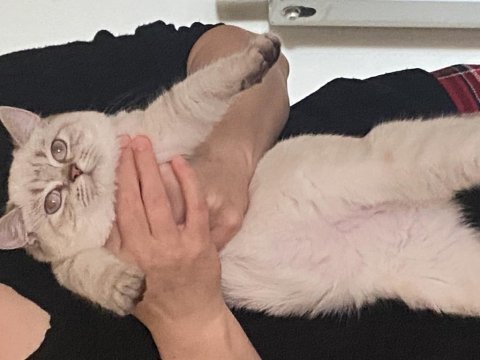 British shorthair dişi kedimiz yeni yuvasını arıyor