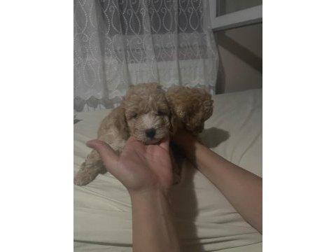 Harika maltipoo yavruları