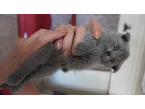 Safkan british scottish fold yavrularımız