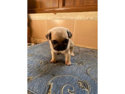 A kalite pug yavrularımız görülmeye değer