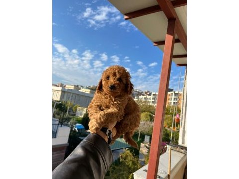 Toy poodle yavrular