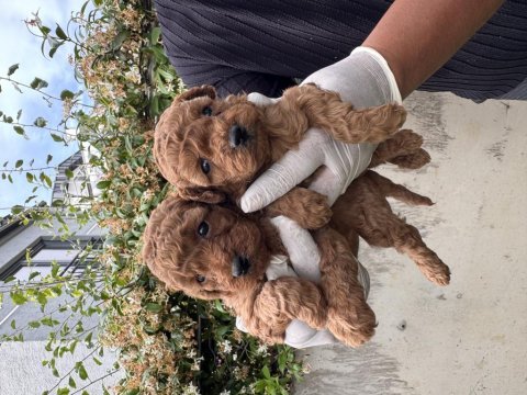 Dünyanın en zeki ikinci ırkı toy poodle