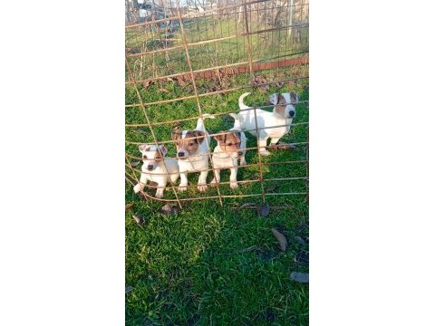 Jack russell yavrular