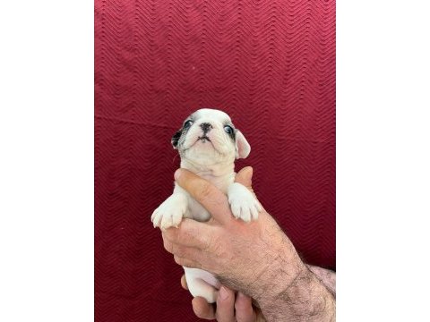 Dişi erkek fransız bulldog bebekler