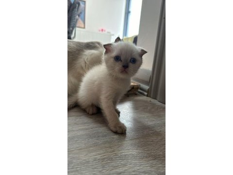 Çikolata özel renk çok özel yavru kediler