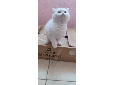 British shorthair minikler