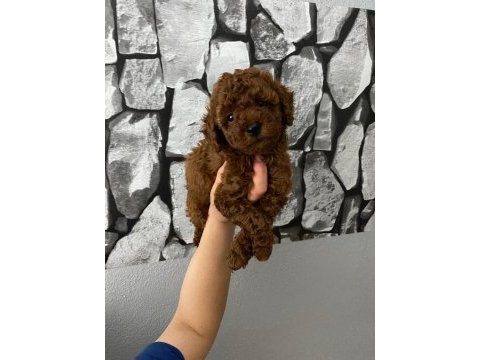 Red brown poodle yavrularim ev üretimi