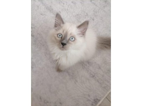 British blue point erkek kedimiz 3 aylık