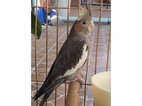 Yeni yeme düşmüş ısırma bilmez bebek sultan papağanı