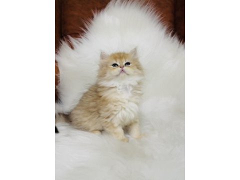 British longhair golden ny11