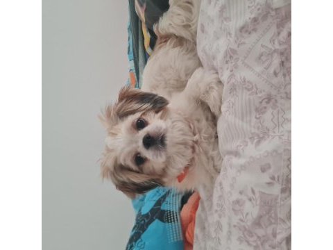 10 aylık dişi shih tzu