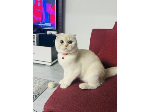 Tatlı dişi kedimize yuva arıyoruz