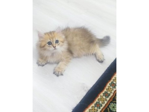 British longhair 2,5 aylık dişi