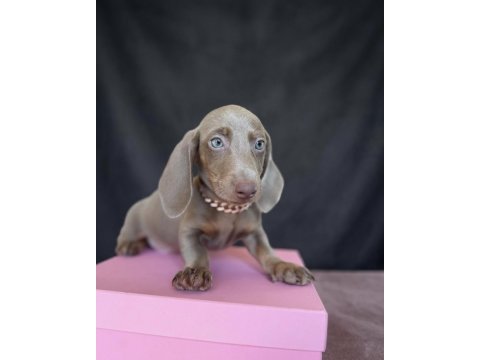 Mavi gözlü dachshund yavruları