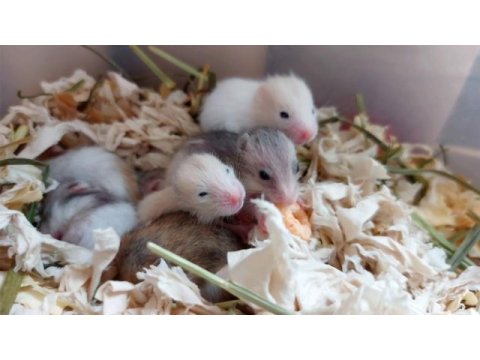 Campbells dwarf hamster mevcut