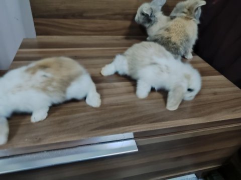 Hollanda teddy lop tavşan