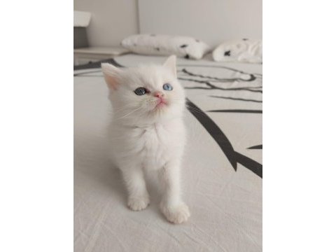 Safkan british shorthair yavruları