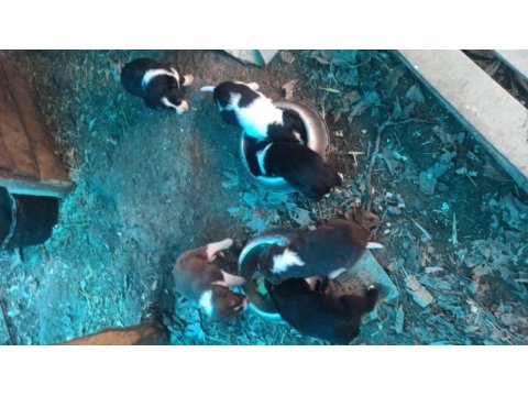 Border collie yavrulari