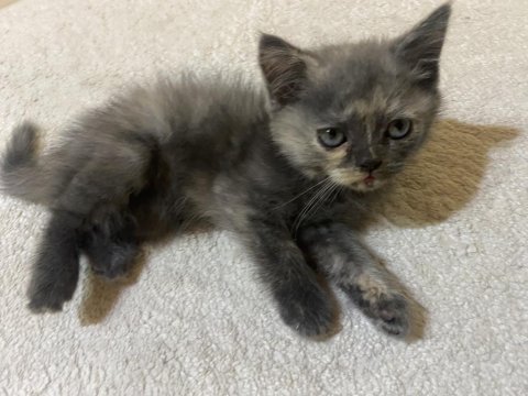 British shorthair yavru sahiplendirme