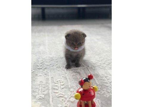 Minik scottish fold yavrularımıza yuva arıyoruz