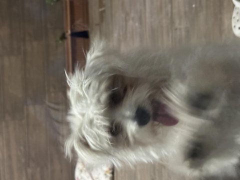 Terrier evcil 6 aylık