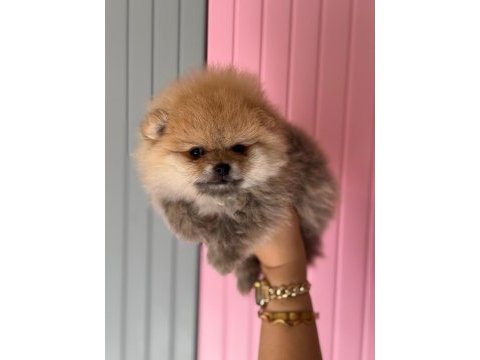 A class pomeranian boo